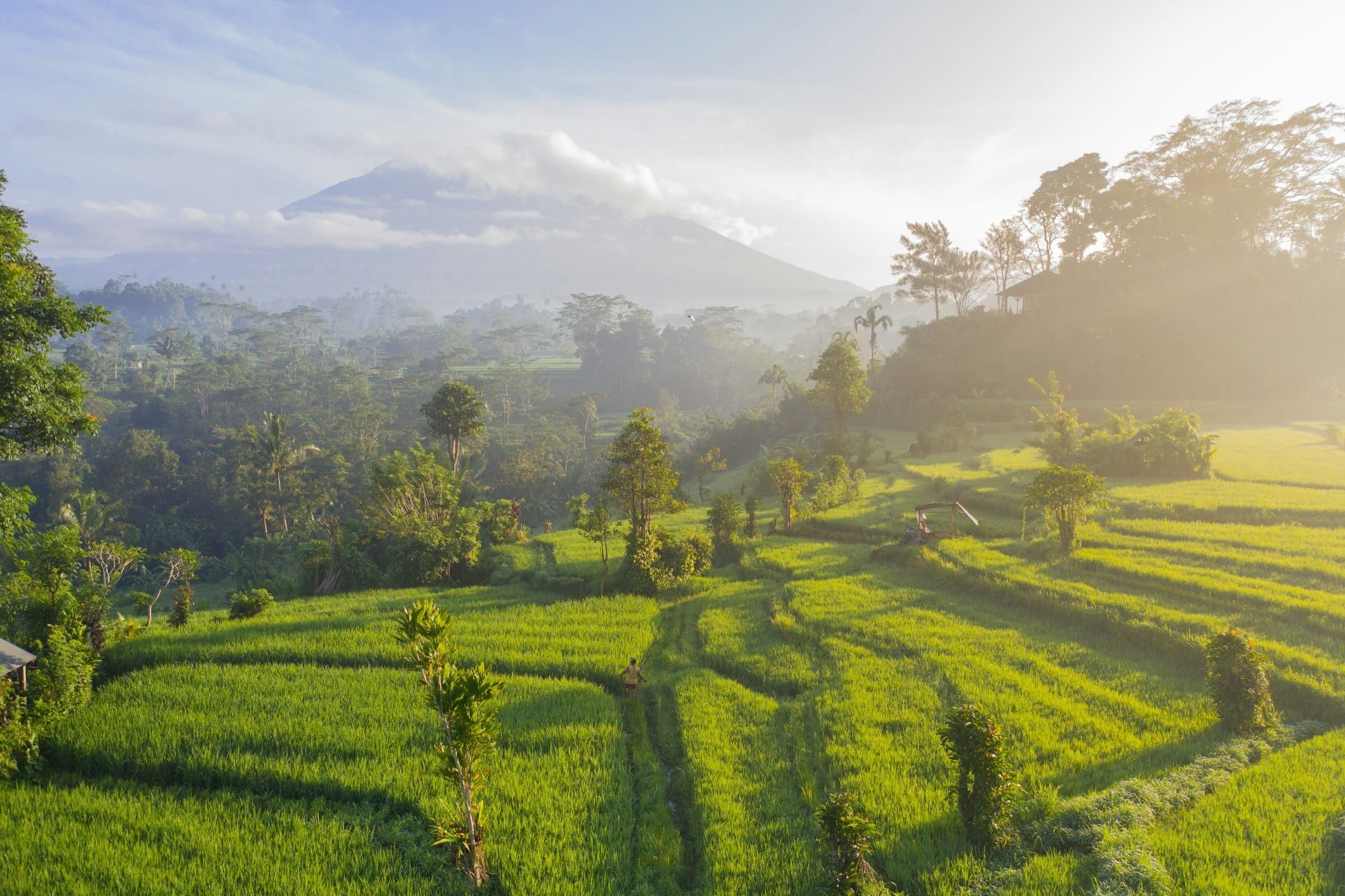 Rice terraces and jungle below a volcano in soft morning light
