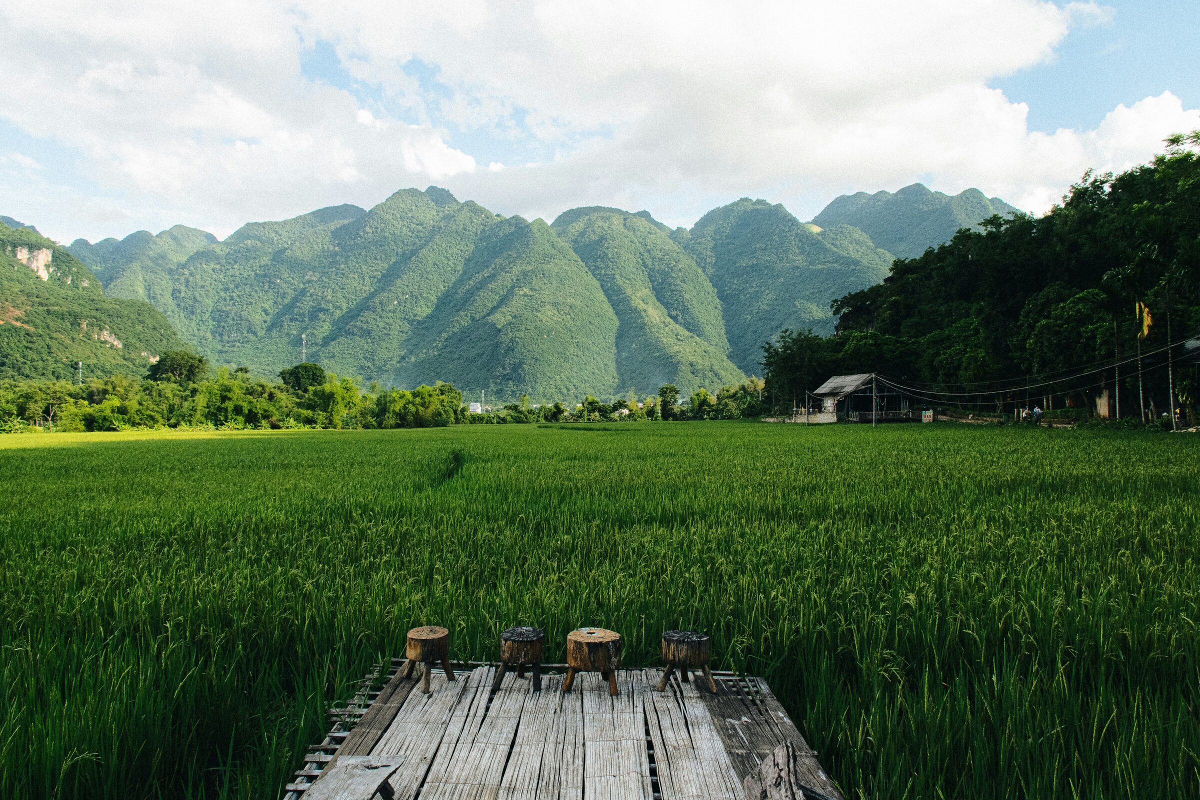 Rice terraces beneath misty mountains in Asia