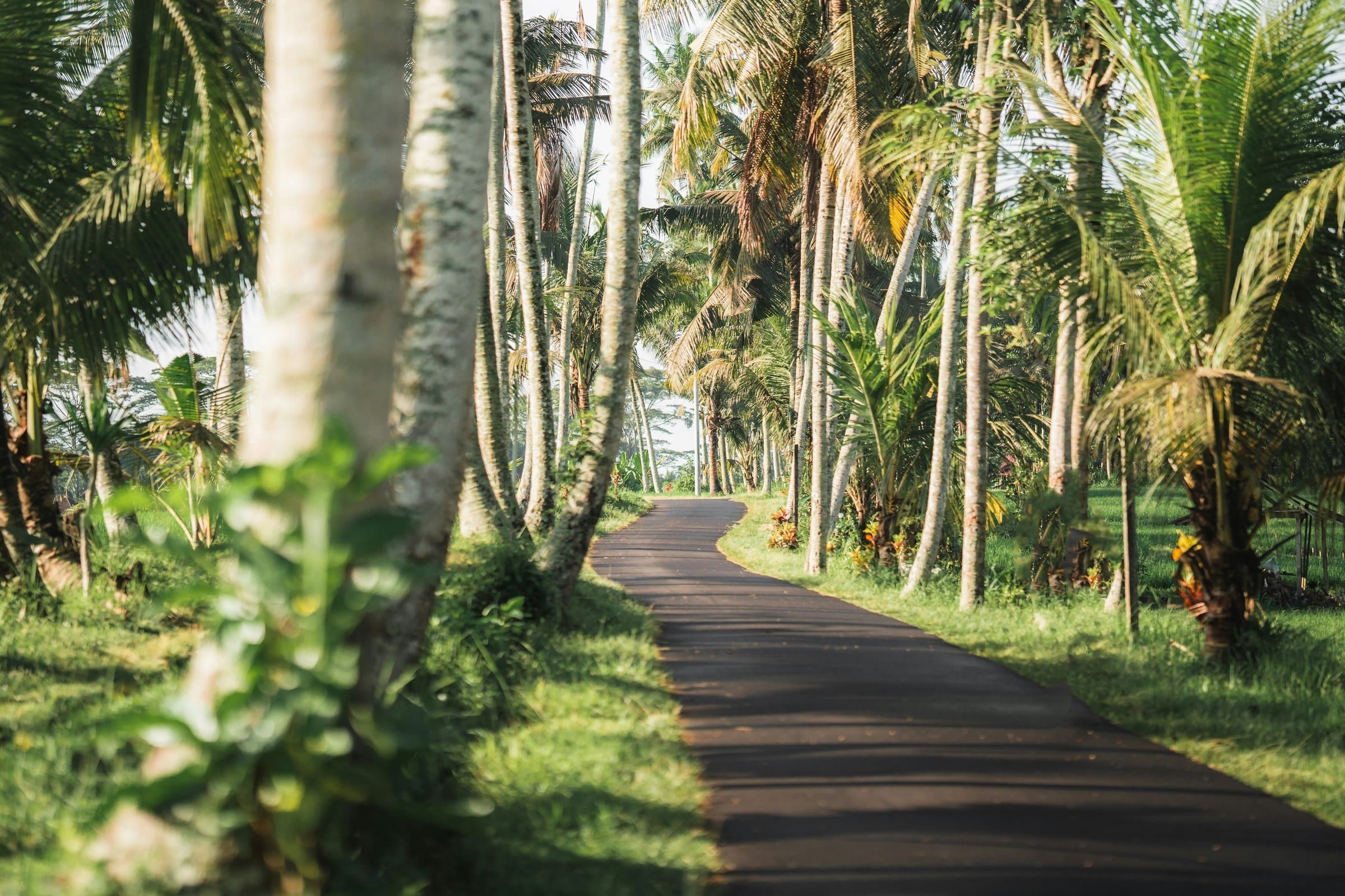 Quiet road through coconut palms near Ubud